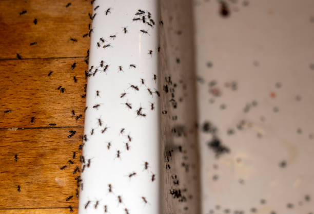 Best Insect Control  in Lyons, NJ