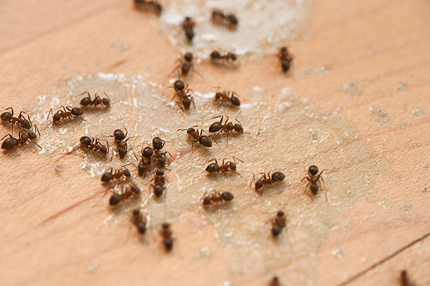 Pest Control for Restaurants in Lyons, NJ