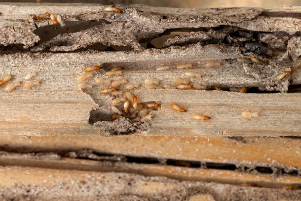Best Pest Control for Restaurants  in Lyons, NJ